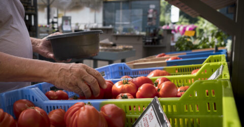 Circuit court aux Serres stephanaises (dossier pouvoir d'achat). Fruits et legumes : tomates