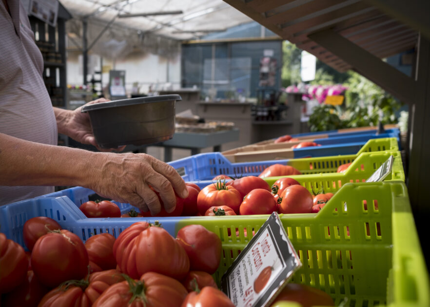 Circuit court aux Serres stephanaises (dossier pouvoir d'achat). Fruits et legumes : tomates