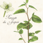 Illustration renouée du Japon