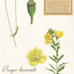 Illustration du pavot coquelicot et de l'onagre bisanuelle