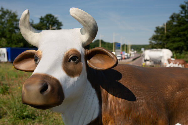 Les vaches de retour au rond-point